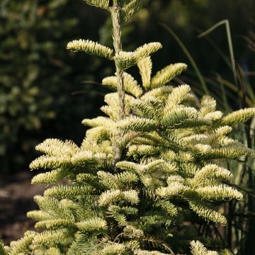 Abete nobile Sherwoodii - Abies procera 
