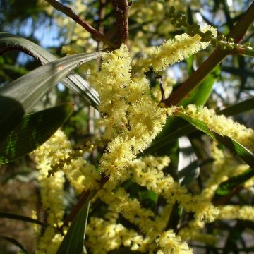 Acacia longifolia - Acacia longifoglia