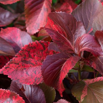 Acalypha godseffiana