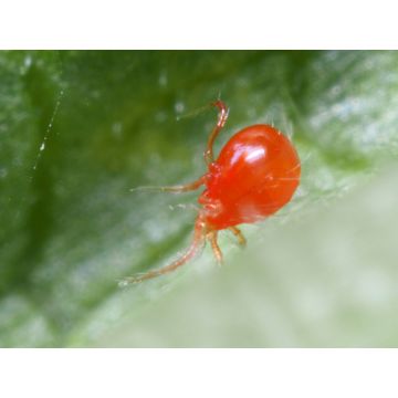 Acari Phytoseiulus Biotop contro gli acari scatola da 500