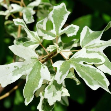 Acer campestre Carnival