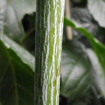 Acer conspicuum Silver Vein - Acero pelle di serpente