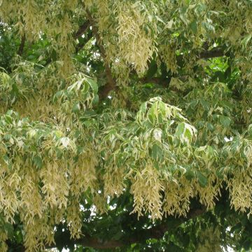 Acer negundo Aureomarginatum