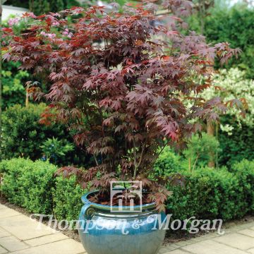 Acer palmatum (semi) - Acero giapponese