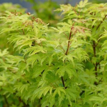 Acer palmatum Anne Irene - Acero giapponese