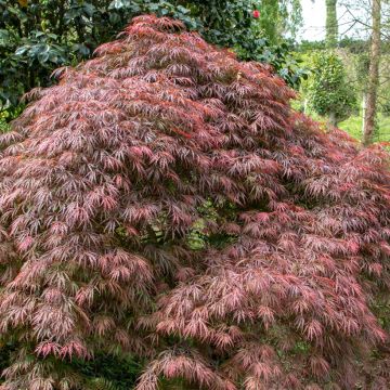 Acer palmatum Dissectum Atropurpureum - Acero giapponese