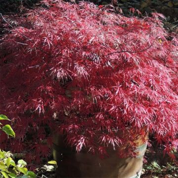 Acer palmatum Firecracker - Acero giapponese