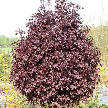 Acer platanoides Purple Globe - Acero riccio