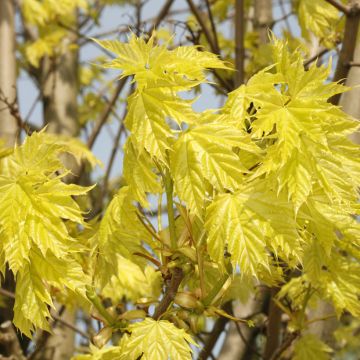 Acer platanoides Walderseei - Acero riccio