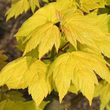 Acer pseudoplatanus Corstorphinense