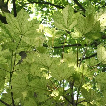 Acer pseudoplatanus Leopoldii