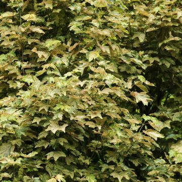 Acer pseudoplatanus Prince Camille de Rohan