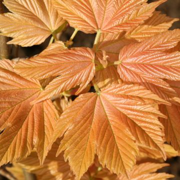 Acer pseudoplatanus Sunshine