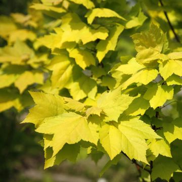 Acer rubrum Schocking Gold - Acero Rosso