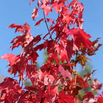 Acer rubrum Somerset - Acero Rosso