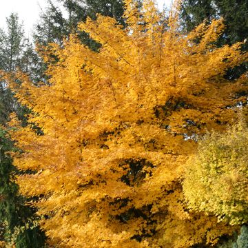 Acer x zoeschense  Annae - Acero 