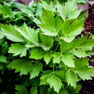 Levisticum officinale - Levistico