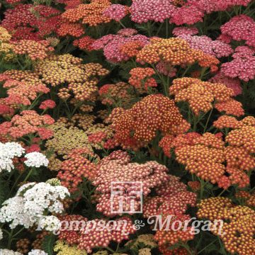 Achillea millefolium Summer Berries F2 Hybrid