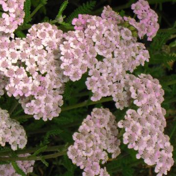 Achillea millefolium Jacqueline