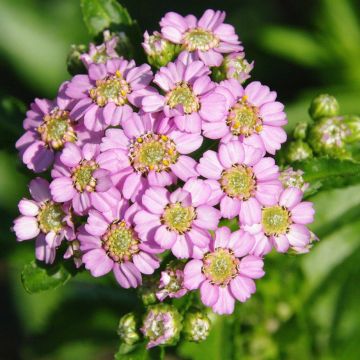 Achillea sibirica subsp. camtschatica Love Parade
