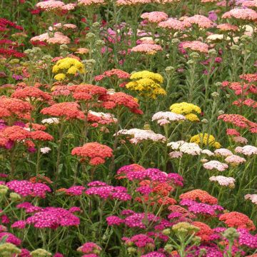 Achillea millefolium Summer Pastels F2 Mix