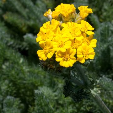 Achillea tomentosa Aurea - Millefoglio giallo