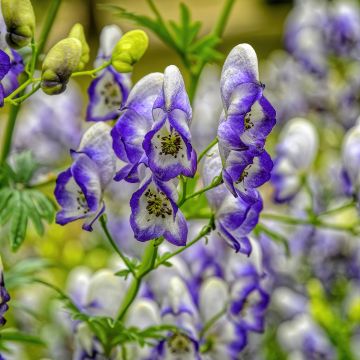 Aconitum cammarum Bicolor - Aconito