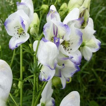 Aconitum cammarum Eleonora - Aconito
