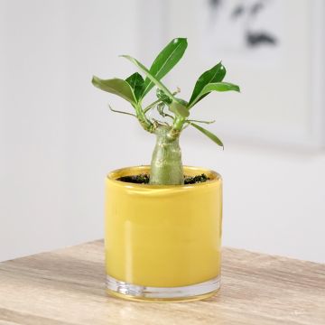 Adenium obesum - Rosa del deserto