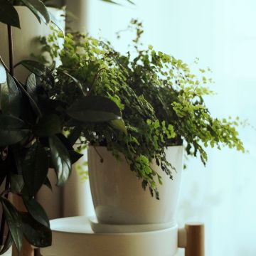 Adiantum Fritz Lüthi - Capillaire