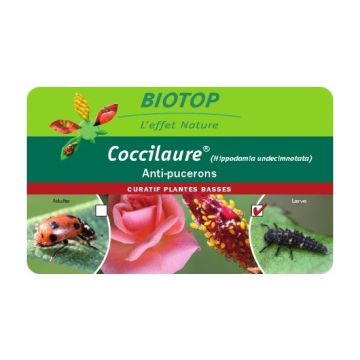 Coccinelle adulte Coccifly Biotop