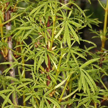 Aesculus Digitata - Ippocastano