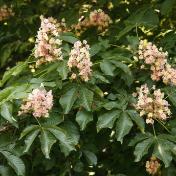 Aesculus x carnea Plantierensis - Ippocastano rosso