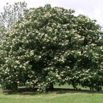 Aesculus x dallimorei - Ippocastano hibrido