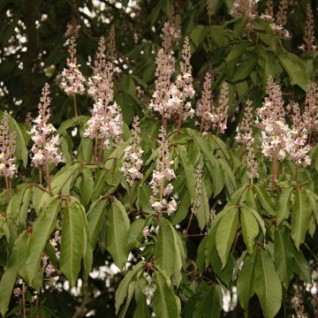 Aesculus indica Sydney Pearce - Ippocastano indiano