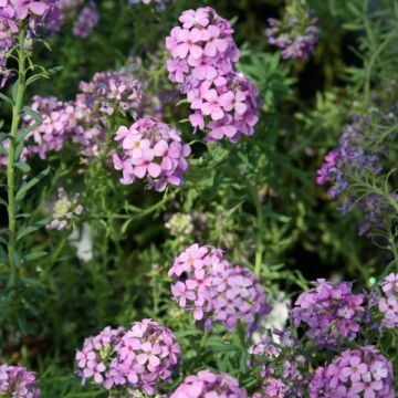 Aethionema armenum Warley Ruber