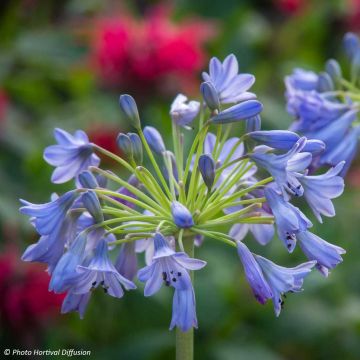 Agapanthus Southern Cross