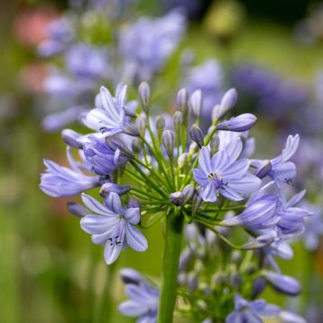 Agapanthus Vallée de la Romanche