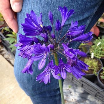Agapanthus Blue Jeans