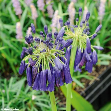 Agapanthus inapertus Graskop