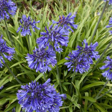 Agapanthus Black Pantha