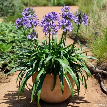 Agapanthe hybride Ever White