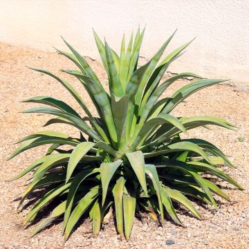 Agave desmetiana