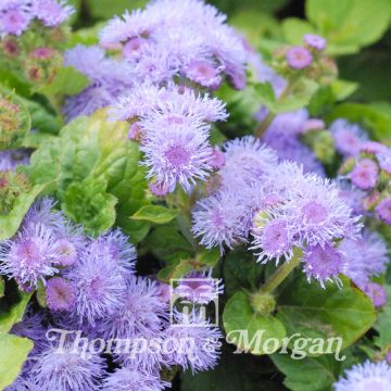 Ageratum Blue Mink