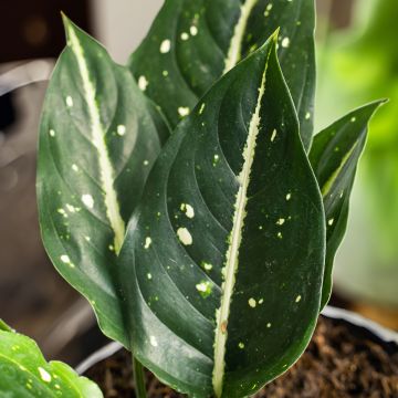 Aglaonema Toms Pride