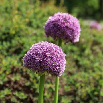 Allium Lucky Balloons - Aglio ornamentale
