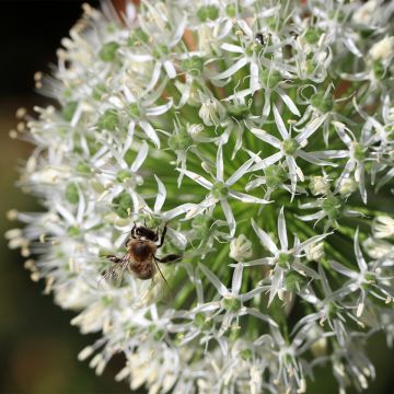 Allium stipitatum Mount Everest - Aglio ornamentale