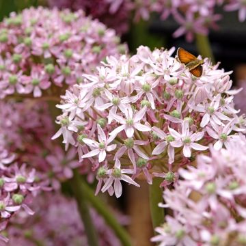 Allium nigrum Pink Jewel - Aglio ornamentale