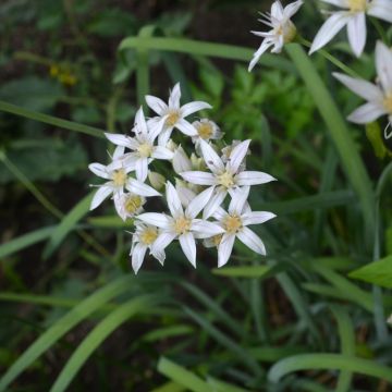 Allium plummerae - Aglio ornamentale