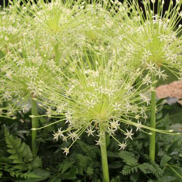 Allium schubertii Arctic Snow - Aglio ornamentale